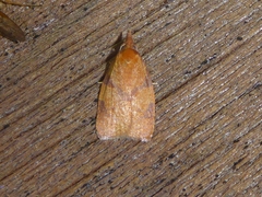 Cenopis diluticostana