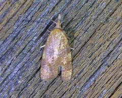 Cenopis diluticostana