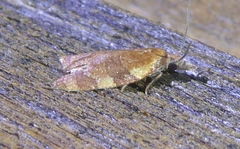 Cenopis diluticostana