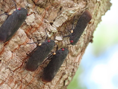 Acraephia perspicillata