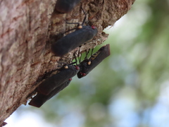 Acraephia perspicillata