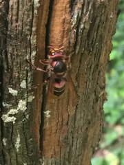 Vespa crabro