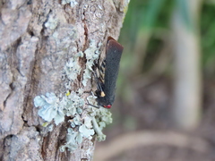 Acraephia perspicillata