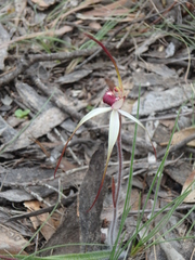 Caladenia douglasiorum