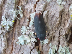 Acraephia perspicillata