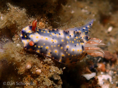 Hypselodoris roo