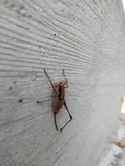 Eupholidoptera megastyla