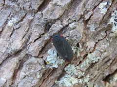 Acraephia perspicillata