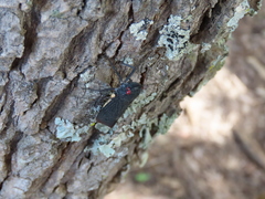 Acraephia perspicillata