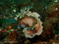 Glossodoris