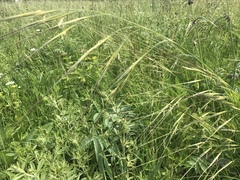 Hesperostipa spartea