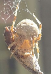 Araneinae