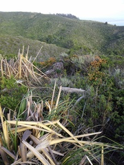 Neotoma fuscipes annectens