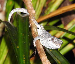 Mokopirirakau granulatus