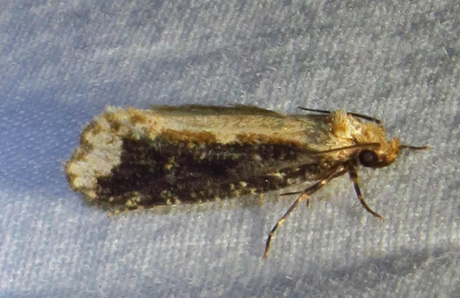 Tineid moth