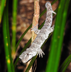 Mokopirirakau granulatus
