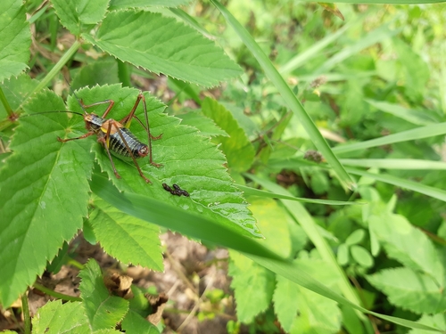 kobylka stromová (Barbitistes constrictus)