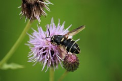 Stratiomys badia