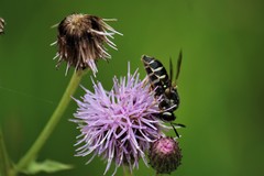 Stratiomys badia