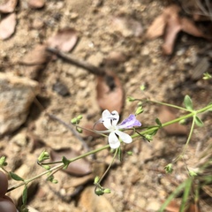 Trichostema arizonicum