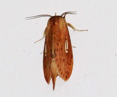 Saliocleta longipennis