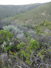 Neotoma fuscipes annectens