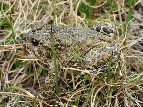 iNaturalist observation photo of Yosemite Toad