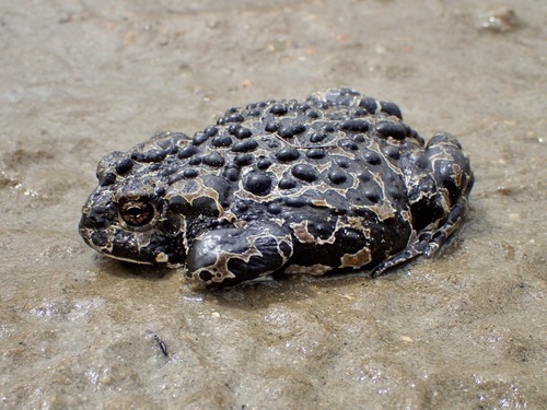 iNaturalist observation photo of Yosemite Toad