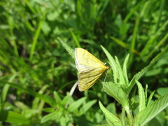 Mecyna flavalis