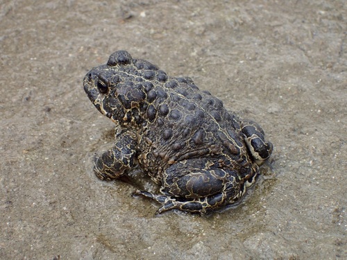 iNaturalist observation photo of Yosemite Toad