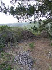 Neotoma fuscipes annectens