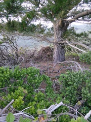 Neotoma fuscipes annectens