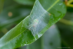 Bijoaraneus mitificus