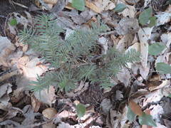 Taxus canadensis