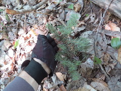 Taxus canadensis