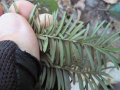 Taxus canadensis