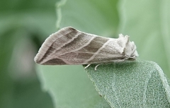 Plagiomimicus tepperi