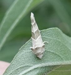 Plagiomimicus tepperi