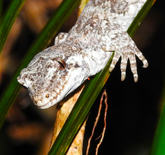 Mokopirirakau granulatus