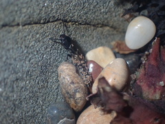 Cafius lithocharinus