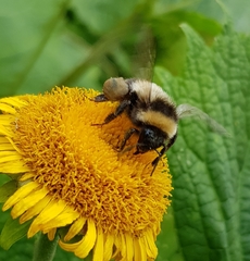 Bombus sporadicus