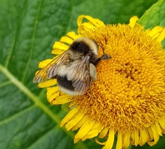 Bombus sporadicus
