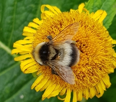 Bombus sporadicus
