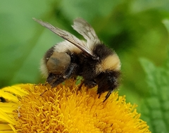 Bombus sporadicus