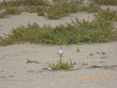 Sternula antillarum browni