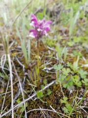 Pedicularis sudetica
