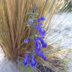 Salvia laevis