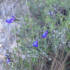 Salvia thymoides