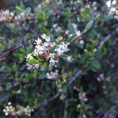Ceanothus pauciflorus