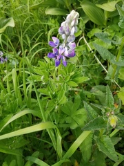 Lupinus nootkatensis